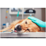 clínica especializada em cirurgia de otohematoma em cães CECAP