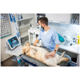 clínica especializada em ultrassom animal Francisco Morato