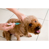 clinica especializada em vacina antirrábica para cachorro filhote Parque Santo Antônio