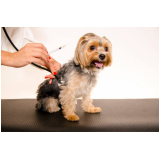 clinica especializada em vacina para cachorro filhote v10 Condomínio Veigas