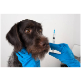 clinica especializada em vacina para cachorro pinscher filhote Santa Isabel