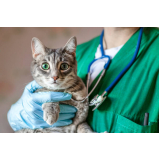 clínica veterinária 24 horas Anhanguera