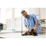 clínica veterinária 24h telefone São Domingos