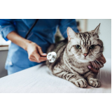 clínica veterinária 24h Água Azul
