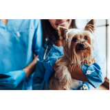 clínica veterinária animal telefone Tremembé