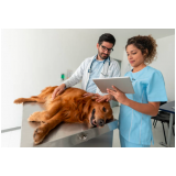 clínica veterinária cães e gatos Santana