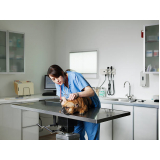 clínica veterinária mais próxima Tremembé