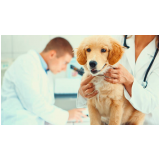 clínica veterinária mais próximo de mim Guarulhos