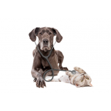 clínica veterinária próximo telefone Anhanguera
