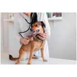 clínica veterinária próximo Vila Sabrina