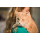clínica veterinária Itaim
