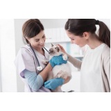 consulta veterinária de gatos marcar Vila Alzira