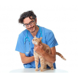 consulta veterinária de gatos Parque Renato Maia