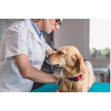 consulta veterinária para animais de estimação Morro Grande