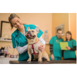consulta veterinária para cachorro Barra Funda