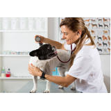 consulta veterinária para cachorros Jardim Álamo