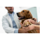 consulta veterinária para cães marcar Perus