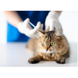 consultório veterinário cães e gatos Vila Galvão