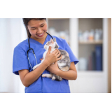 consultório veterinário especializado em gatos contato Bom Clima