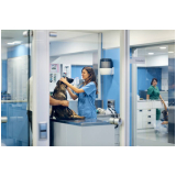 consultório veterinário especializado em gatos Macedo