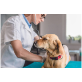 consultório veterinário para cães telefone Água Azul
