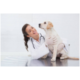 consultório veterinário para cães Bom Clima