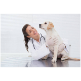 consultório veterinário para cães Jardim Santa Paula