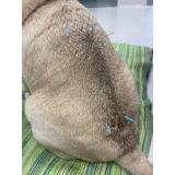 consultório veterinário para gatos telefone Barra Funda