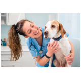 consultório veterinário perto telefone CECAP