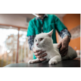 contato de clínica veterinária 24 horas Morros