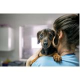 contato de clínica veterinária animal Vila União