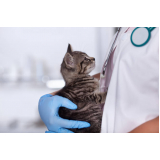 contato de clínica veterinária Arujá