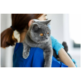 contato de consultório veterinário especializado em gatos Arujá