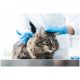 contato de consultório veterinário para cães e gatos Jardim Gumercindo