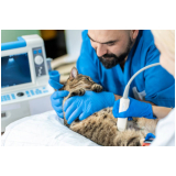 contato de consultório veterinário pet Macedo