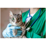 contato de hospital 24 horas veterinário Parque Cecats