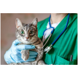 contato de hospital para cães e gatos Itaim