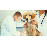 contato de hospital veterinário cão e gato Cabuçu