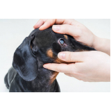 contato de oftalmologista de cachorros Morros