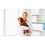 dermatologista para cães contato Vila Sabrina