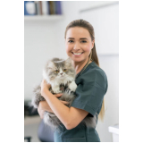 endereço de consultório veterinário cães e gatos Bom Clima