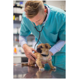 endereço de consultório veterinário para cães São Domingos