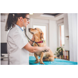 endereço de consultório veterinário para gatos Recreio São Jorge