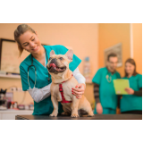 endereço de consultório veterinário perto Invernada