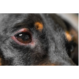 endereço de oftalmologista de cachorros Vila Fátima