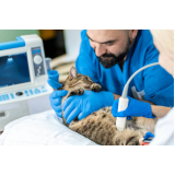 exame de raio x digital para animais Ribeirão Pires