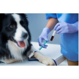 exame de sangue veterinário marcar Mandaqui