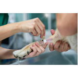 exame de sangue veterinário Avenida Tiradentes