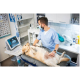 exame de ultrassonografia para cachorro marcar Bananal