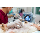 exame de ultrassonografia para cachorro Santana